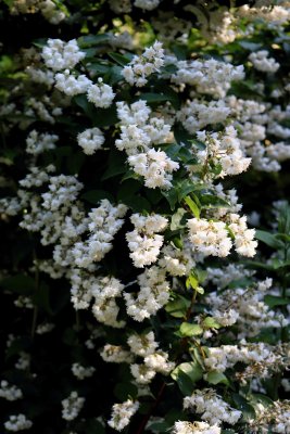 Deutzia scabra - trojpuk drsný - květy